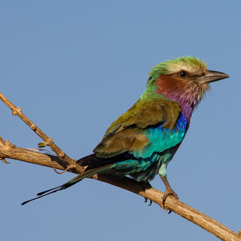 bird